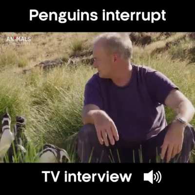 Stupid Penguins...