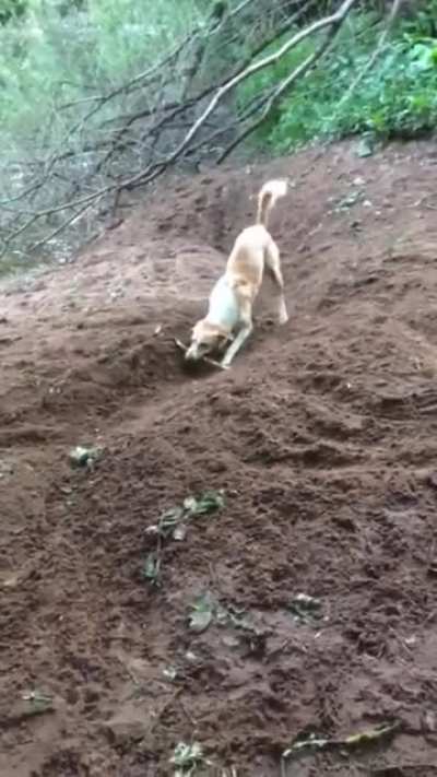 No need hooman to throw stick anymore..