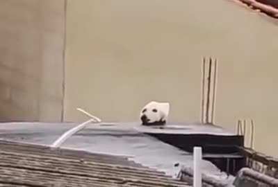 Dog on the roof