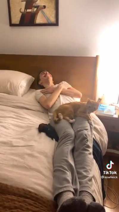 Going to bed when a cat is on your lap
