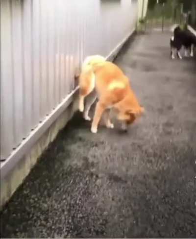 Bomb has been planted?
