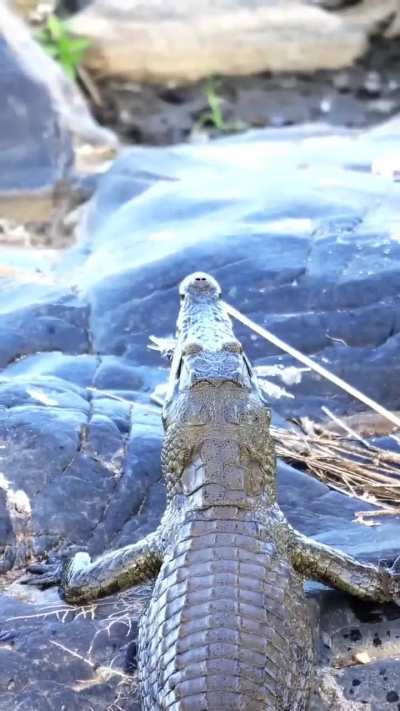 ? Giant Kingfisher lucky to escape, but loses its tail feathers to a Nile Crocodile