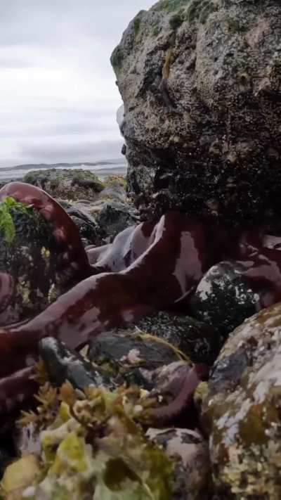 ? Kraken emerges from the rocks