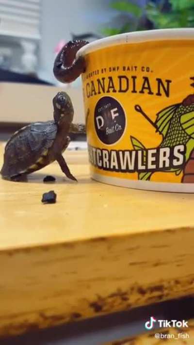 Timmy catches dinner