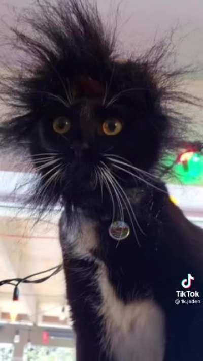 Cat vs Electricity