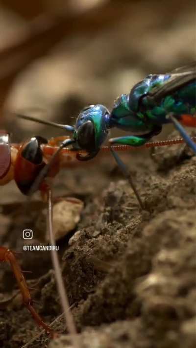 ? Jewel wasp trimming a cockroach's antenna OC?