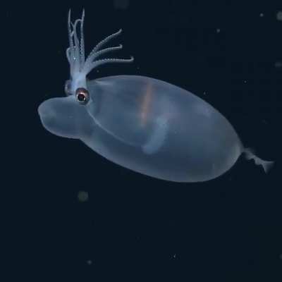 ? The Banded Piglet Squid