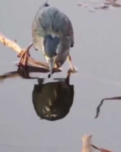 ? Heron using a dead bug as fishing bait