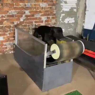 Textbook zoomies