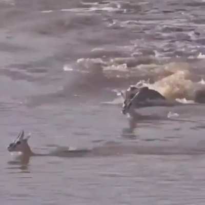 The terrifying wake of this crocodile
