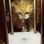 Cat vs ant-gravity water drops