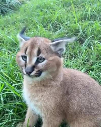 ? Caracal ear flick