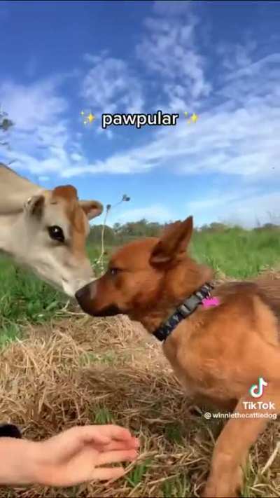 Cattle dog that's scared of cows