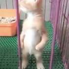 don't challenge him