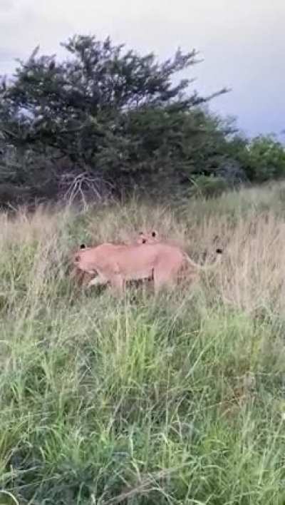Lion Attack