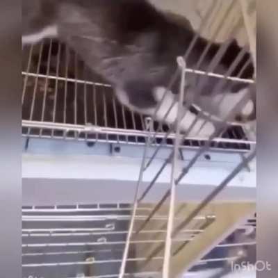 A hungry boi