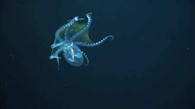 ? Vitreledonella richardi [Glass Octopus] - courtesy Schmidt Ocean Institute