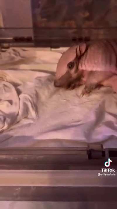 Ticklish armadillo