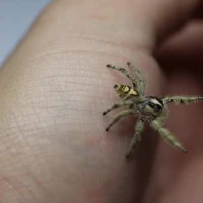 ? This is my female hyllus diardi lyra! ?