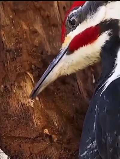Woodpecker feeding