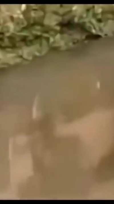? capybara has places to be and books crocodile uber ?