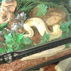 they warned me about snake farts, but I didn't believe them.