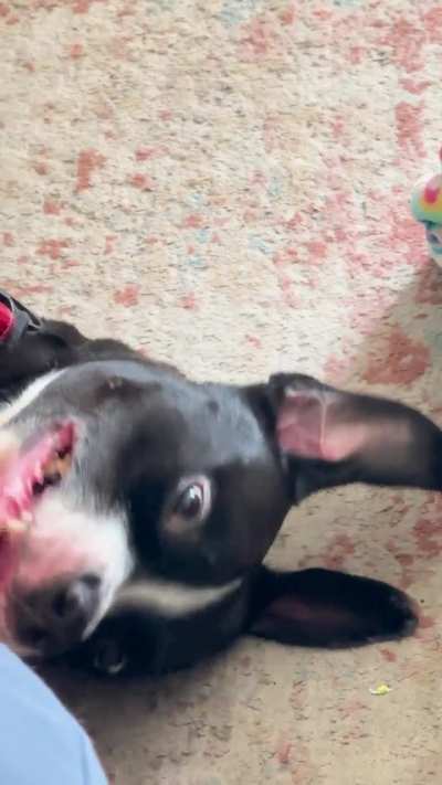 Y U Stopped?!? Rocket likes chest scritches.