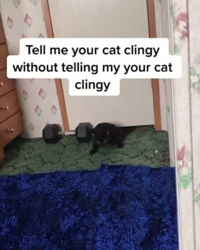 Clingy kitty is clingy