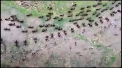 Truce between termites(top) and ants(bottom) with each side having their own line of guards.