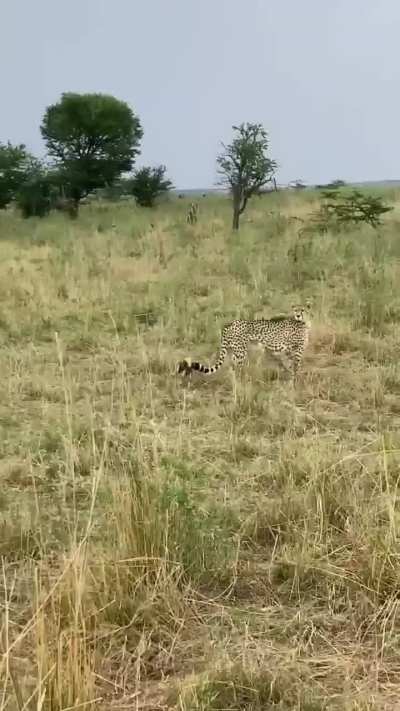 ? Cheetah cubs under 3 months of age look like honey badgers