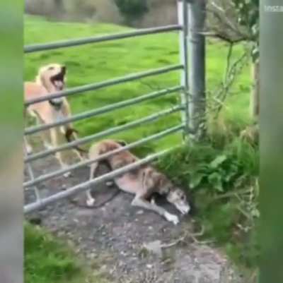 Dog spins its tail to help "propel" itself over the fence