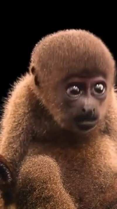 ? A wooly monkey. There are only about 1, 000 of them left in the world