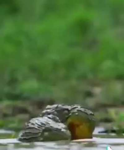 Frog wrestling ?