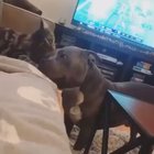 calm boye