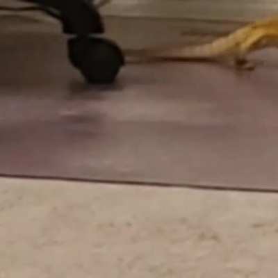 Bearded dragon, apex predator, hunting her worms