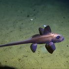 ? Otherworldly fish