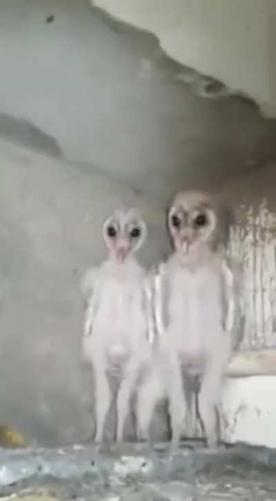 Who’s making all that ruckus in the attic?