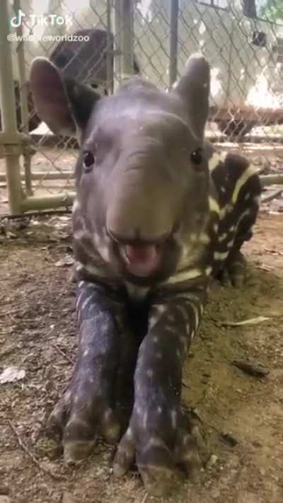 Nibbling Cutie