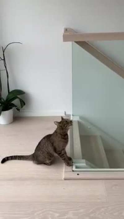 Cat failing to jump on the stair railing ?