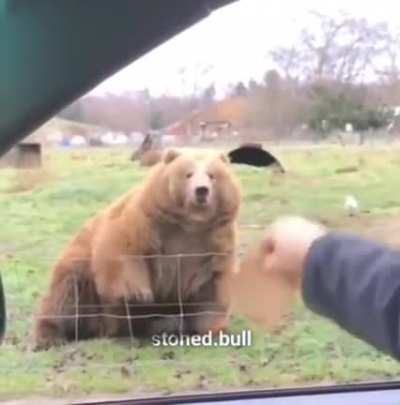 Poor Yogi