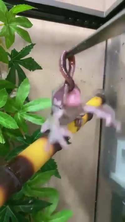 To eat