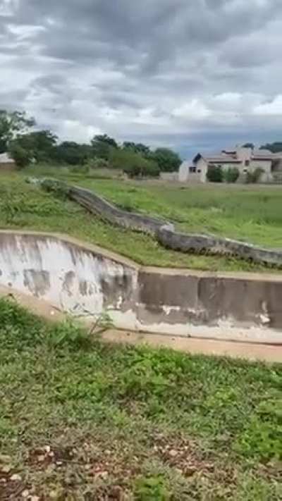 ? This Giant anaconda spotted in Bonito, Brazil