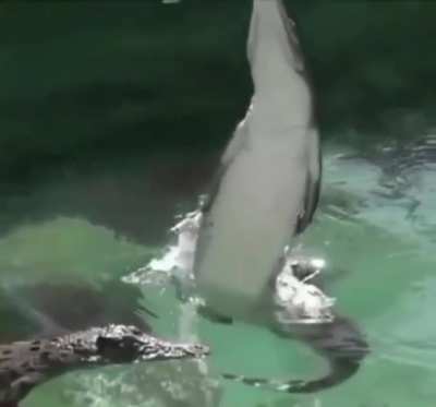? the sheer power behind a crocodiles tail