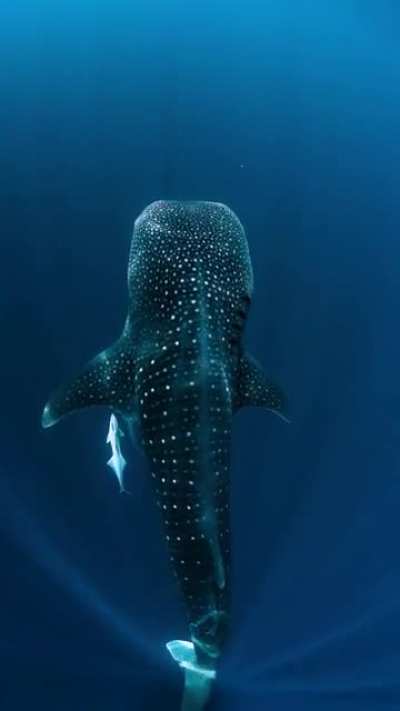 ? No wind and crystal blue water makes for an unforgettable moment with the biggest fish in the ocean - The Whale Shark