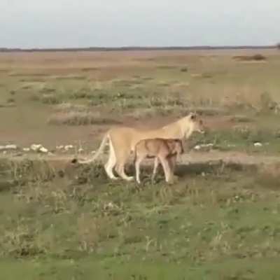 ? Lioness mothering baby Gnu