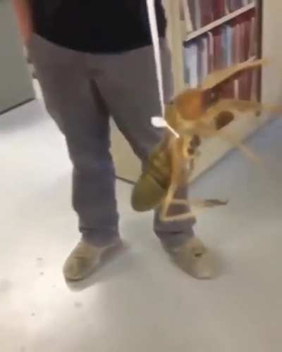 Bug