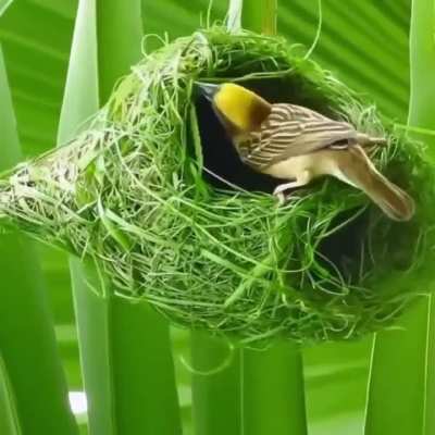 ? Birds are engineers in nature..