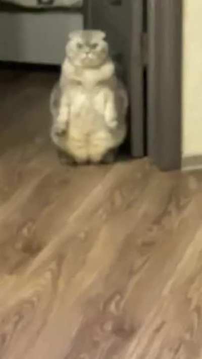 Cat gives guests an unusual greeting..