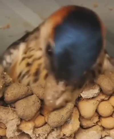 I didn’t know that’s how peanut butter was made
