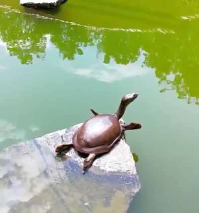 ? A turtle giving a good stretch before paddling about in the pond ?